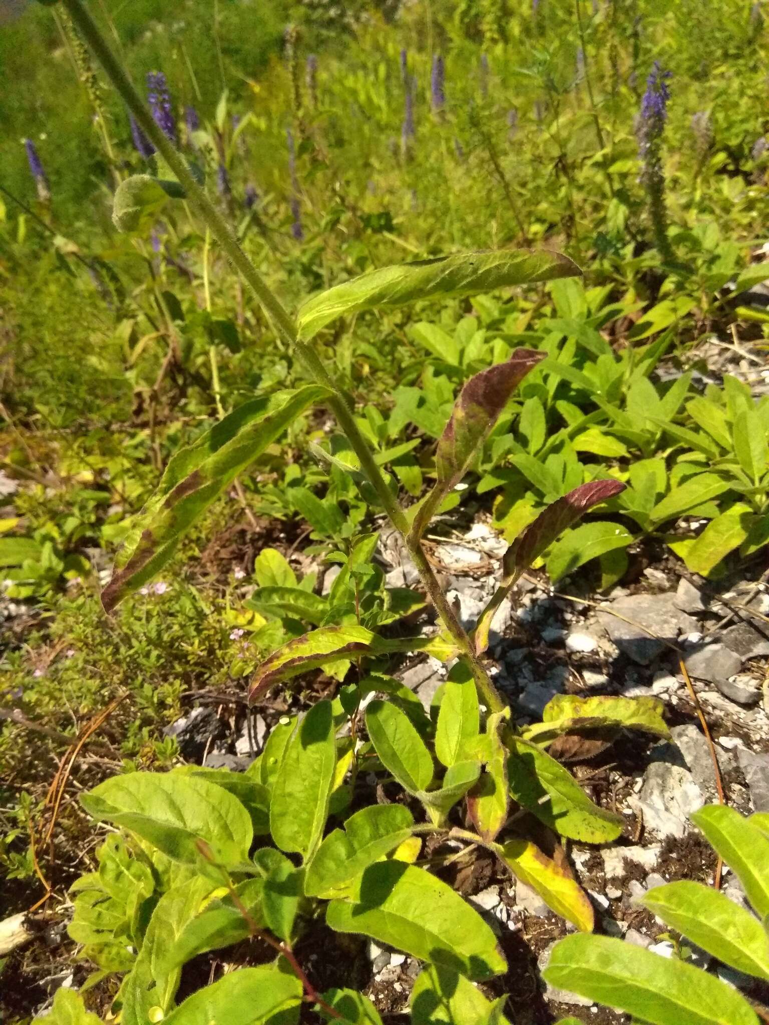 Image of Veronica spicata subsp. porphyriana (Pavl.) A. Jelen.