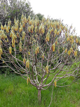 Image of Chatham Island Christmas tree