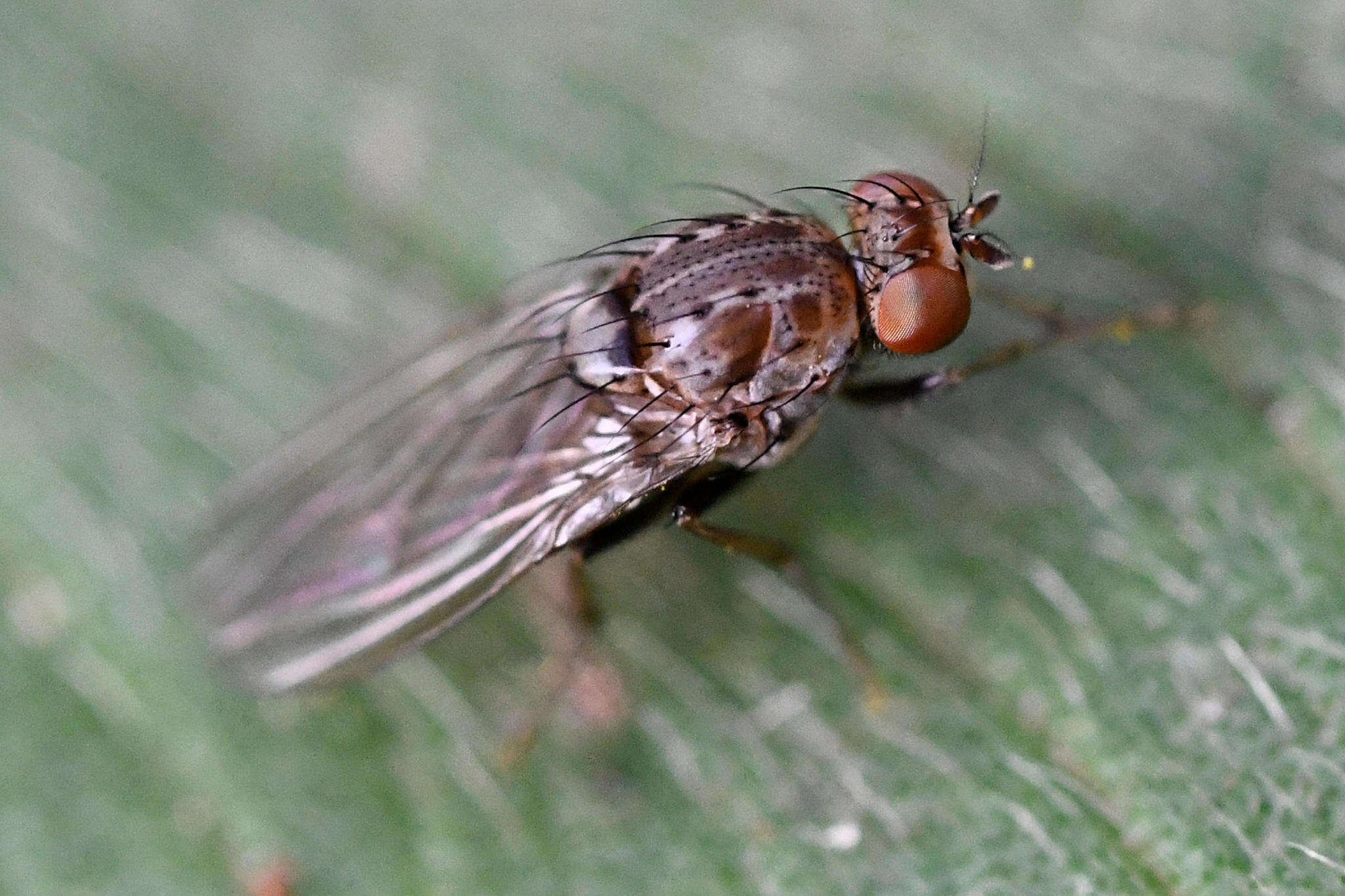 Image of Minettia maculithorax (Malloch 1926)