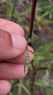 Image of small burnet