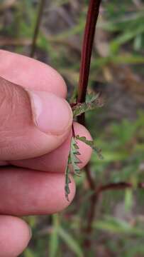 Imagem de Poterium sanguisorba subsp. polygamum (Waldst. & Kit.) Asch. & Graebn.