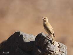 Image of African Desert Sparrow