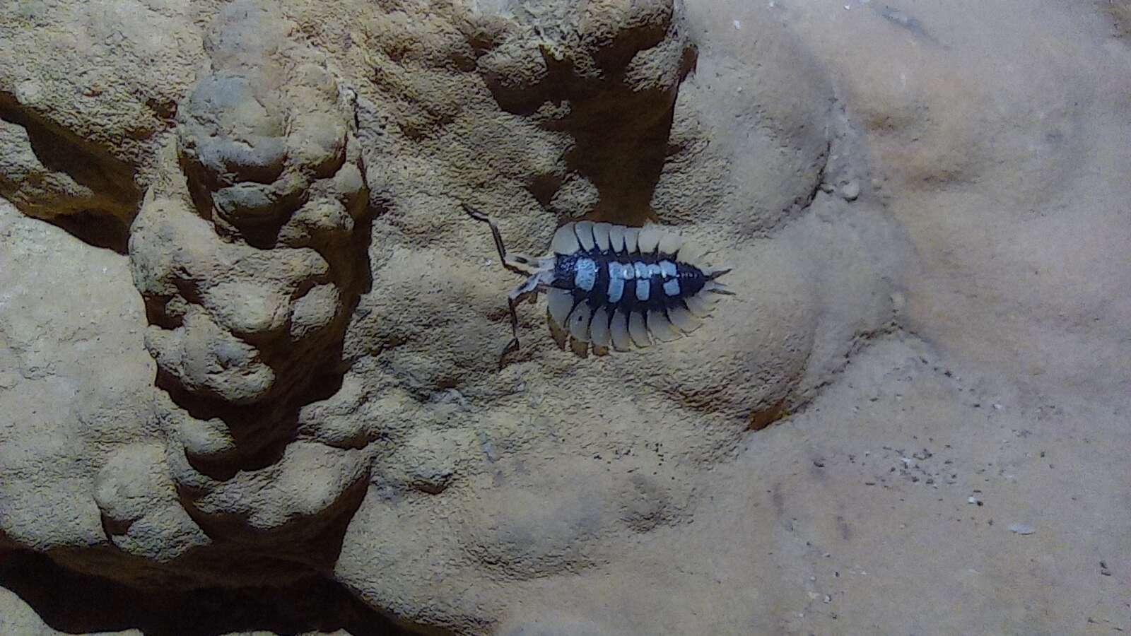 Porcellio expansus Dollfus 1892 resmi