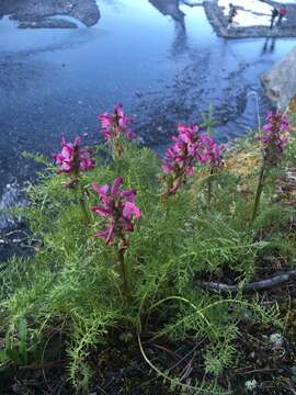 Imagem de Pedicularis rubens Stephan ex Willd.