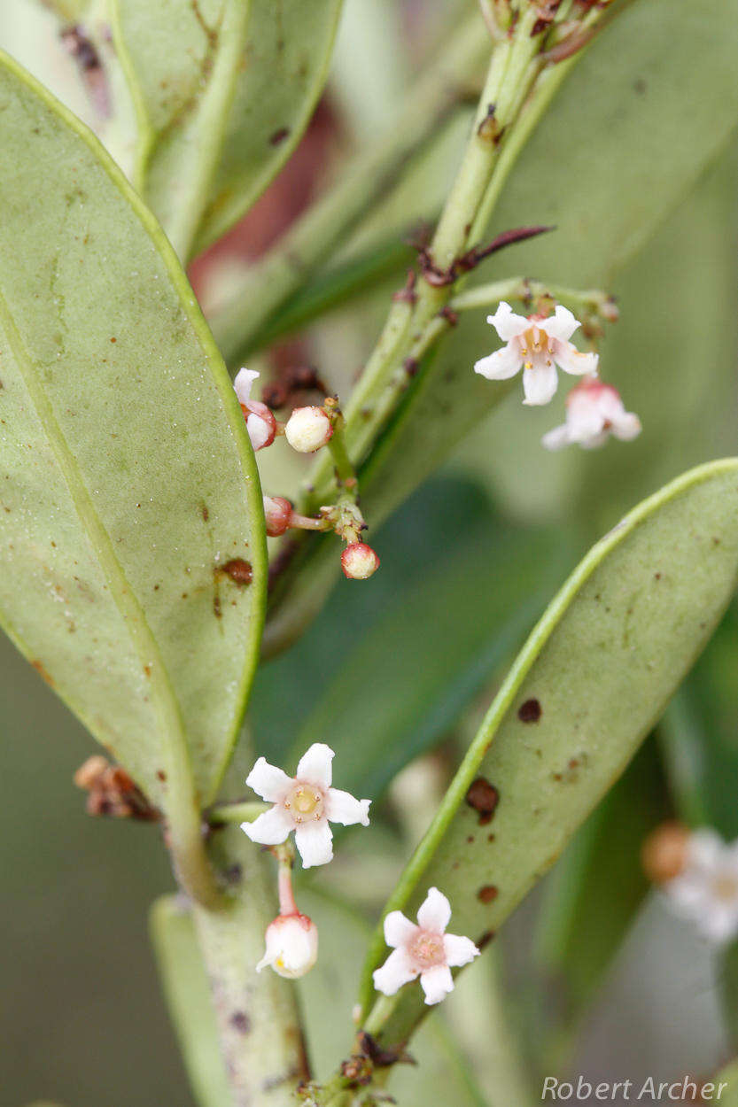 Sivun Cassine parvifolia Sond. kuva