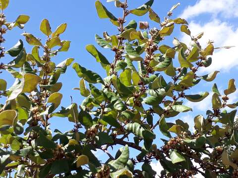 صورة Piptocarpha rotundifolia (Less.) Baker