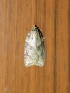 Acleris maccana Treitschke 1835的圖片