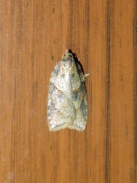 Image of Acleris maccana Treitschke 1835