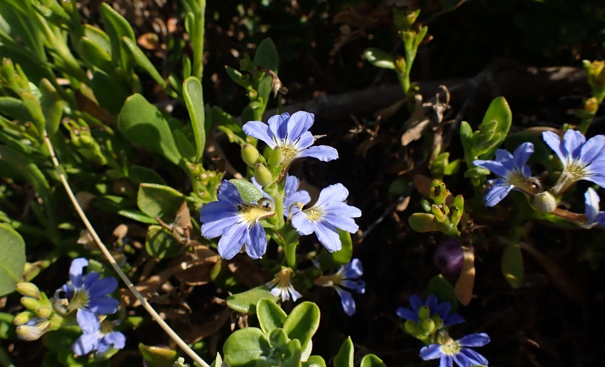 Imagem de Scaevola calendulacea (Kenn.) Druce