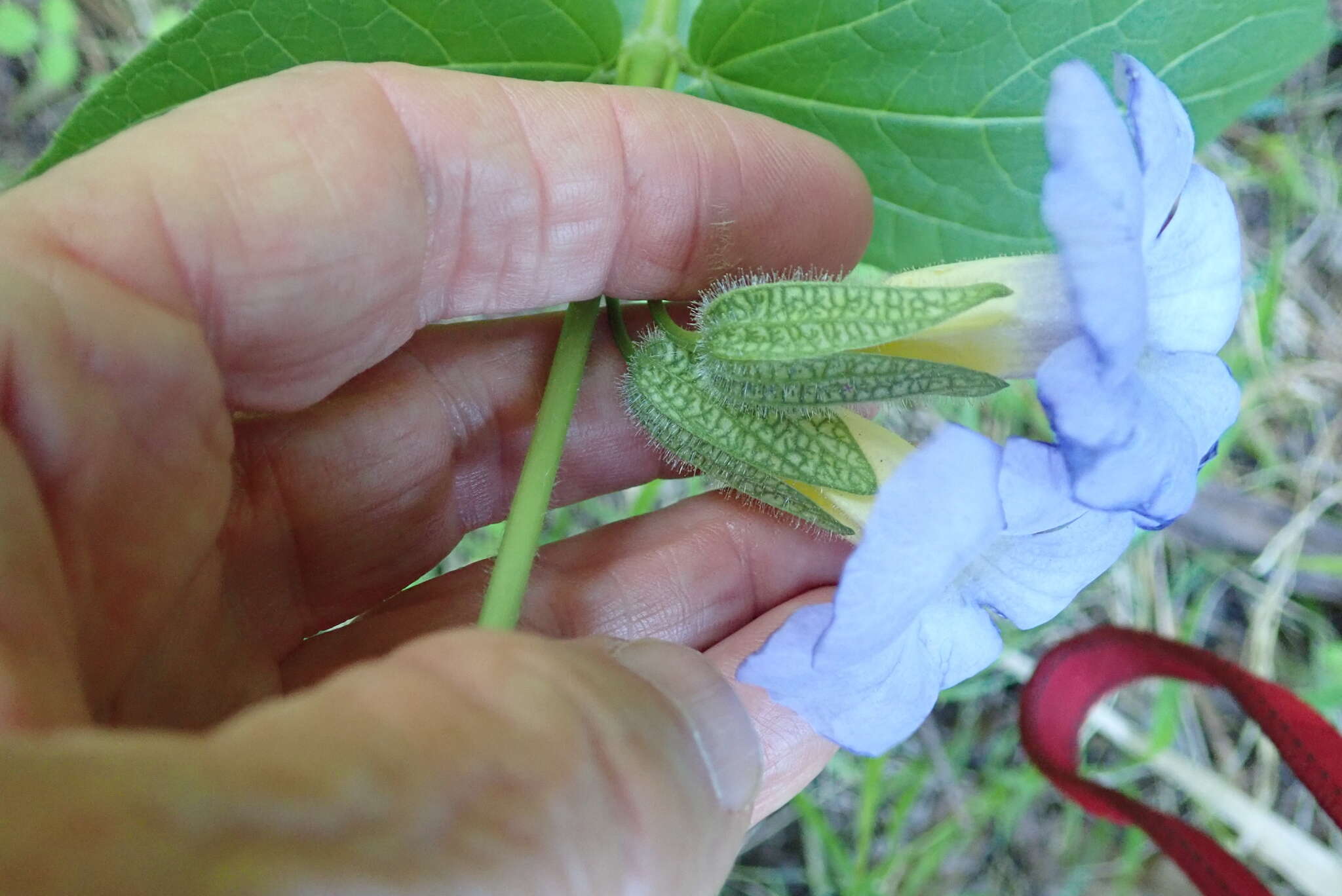 Image of Thunbergia natalensis Hook.