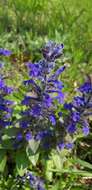 Image of Ajuga multiflora Bunge