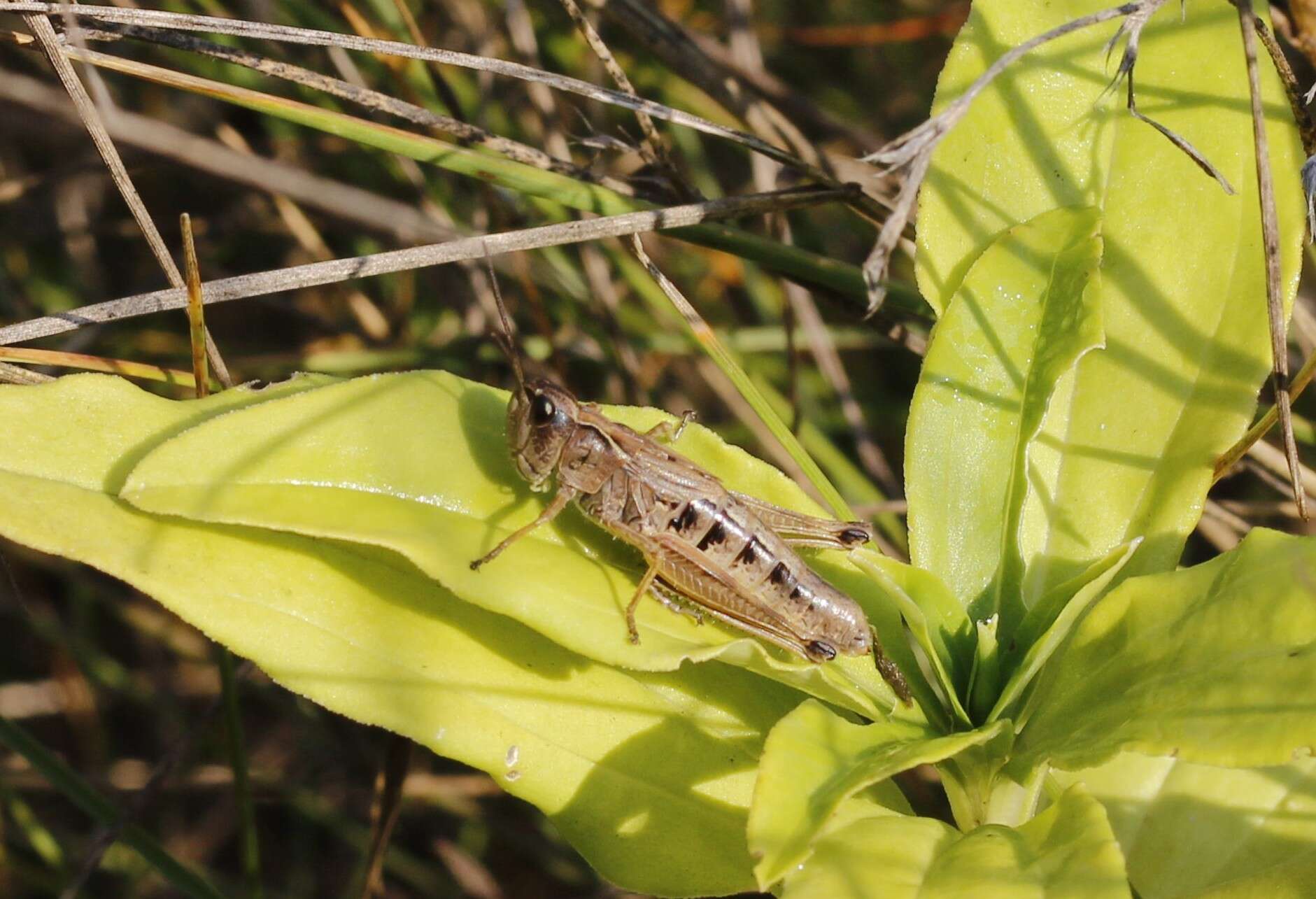 Image of Chorthippus fallax (Zubovski 1900)