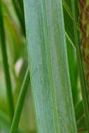 Imagem de Sesleria caerulea (L.) Ard.