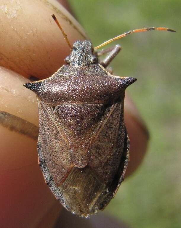 Picromerus nigridens (Fabricius 1803) resmi