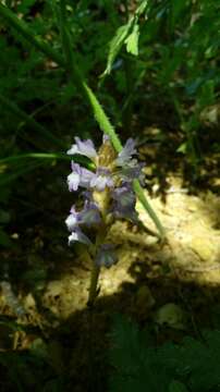 Image of Phelipanche mutelii (F. W. Schultz) Pomel