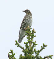 Image of White's Thrush