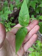 Image of Godfrey's thoroughwort