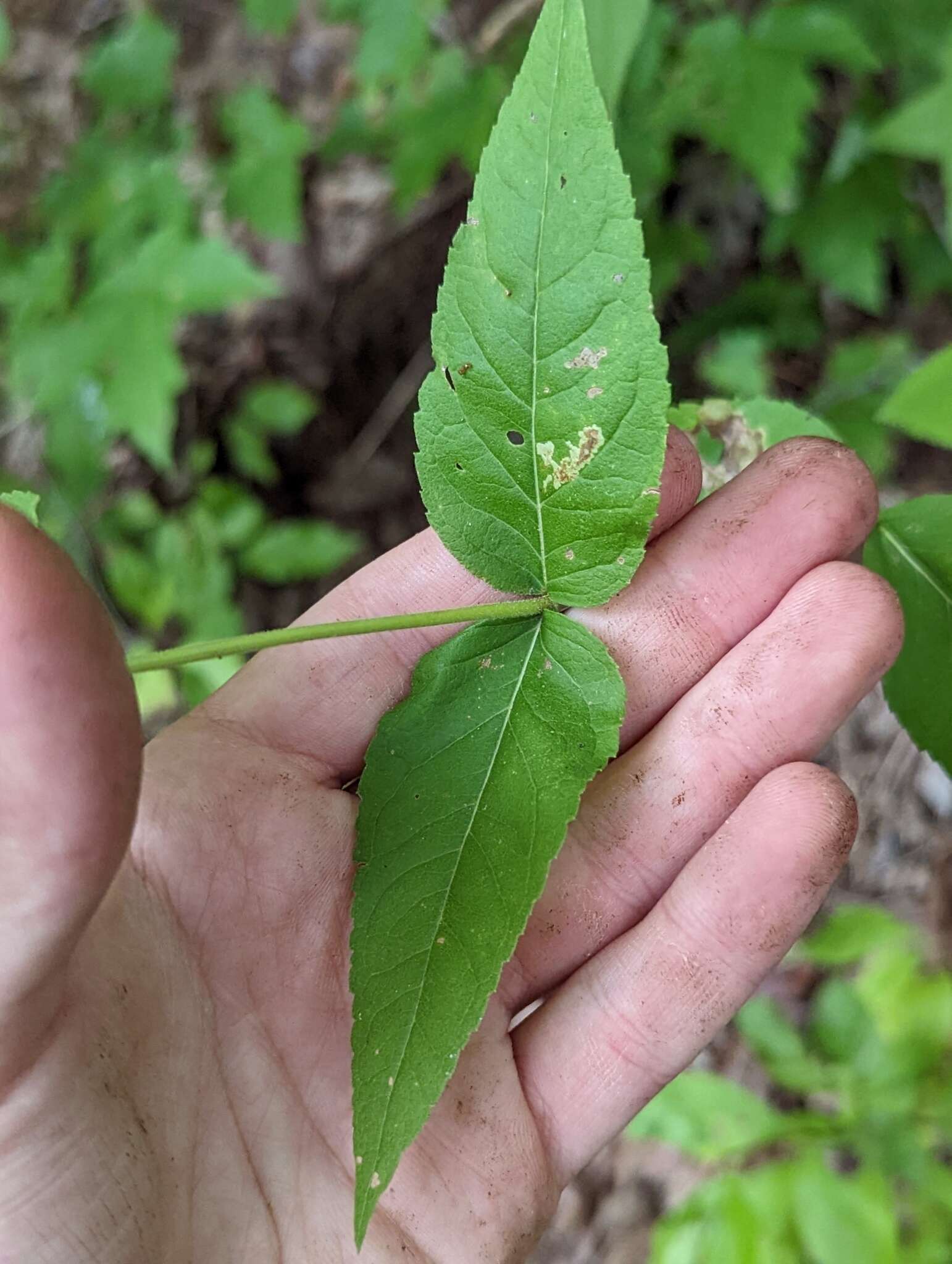 Image of Godfrey's thoroughwort