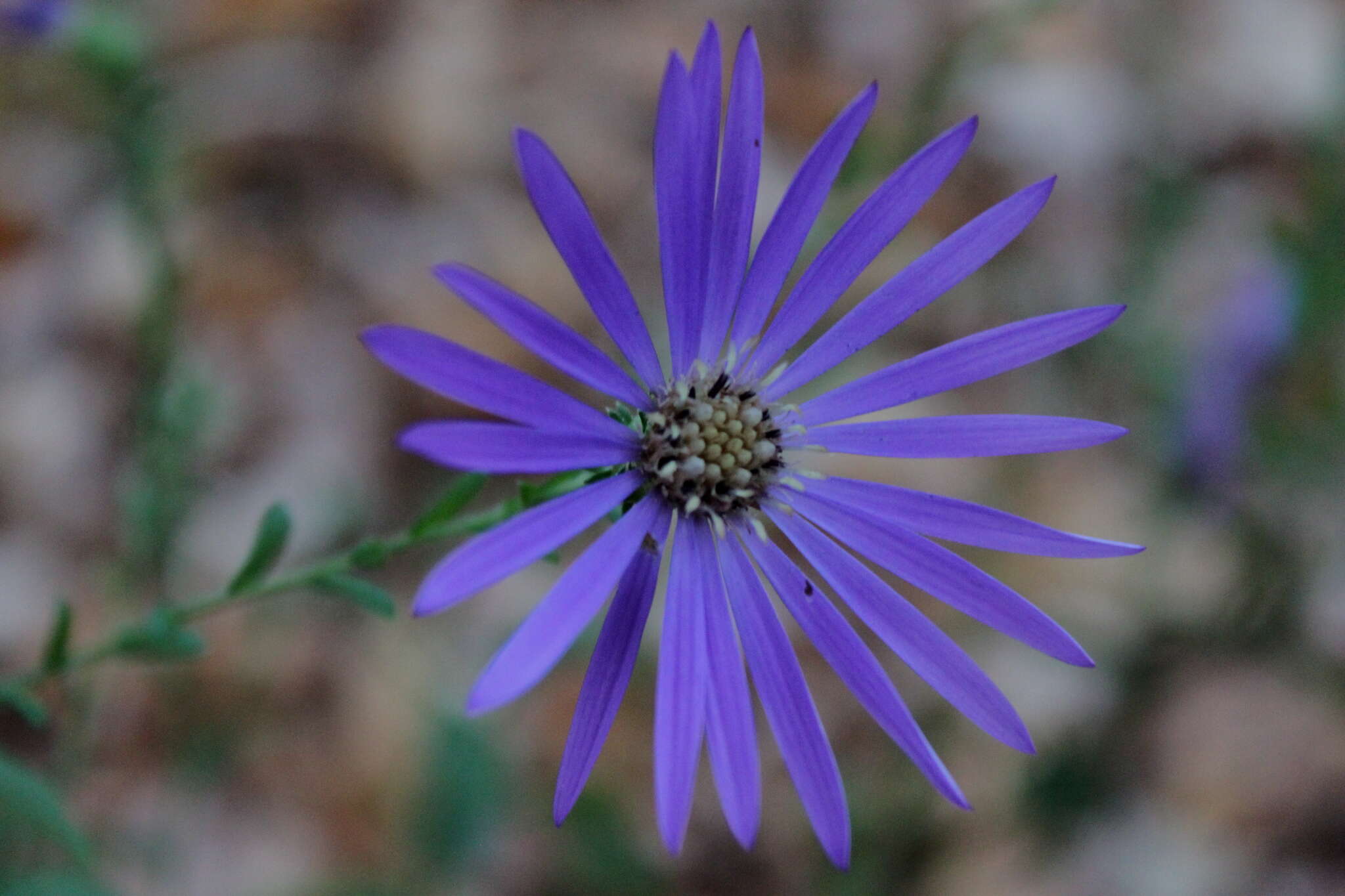 Image de Symphyotrichum georgianum (Alexander) G. L. Nesom