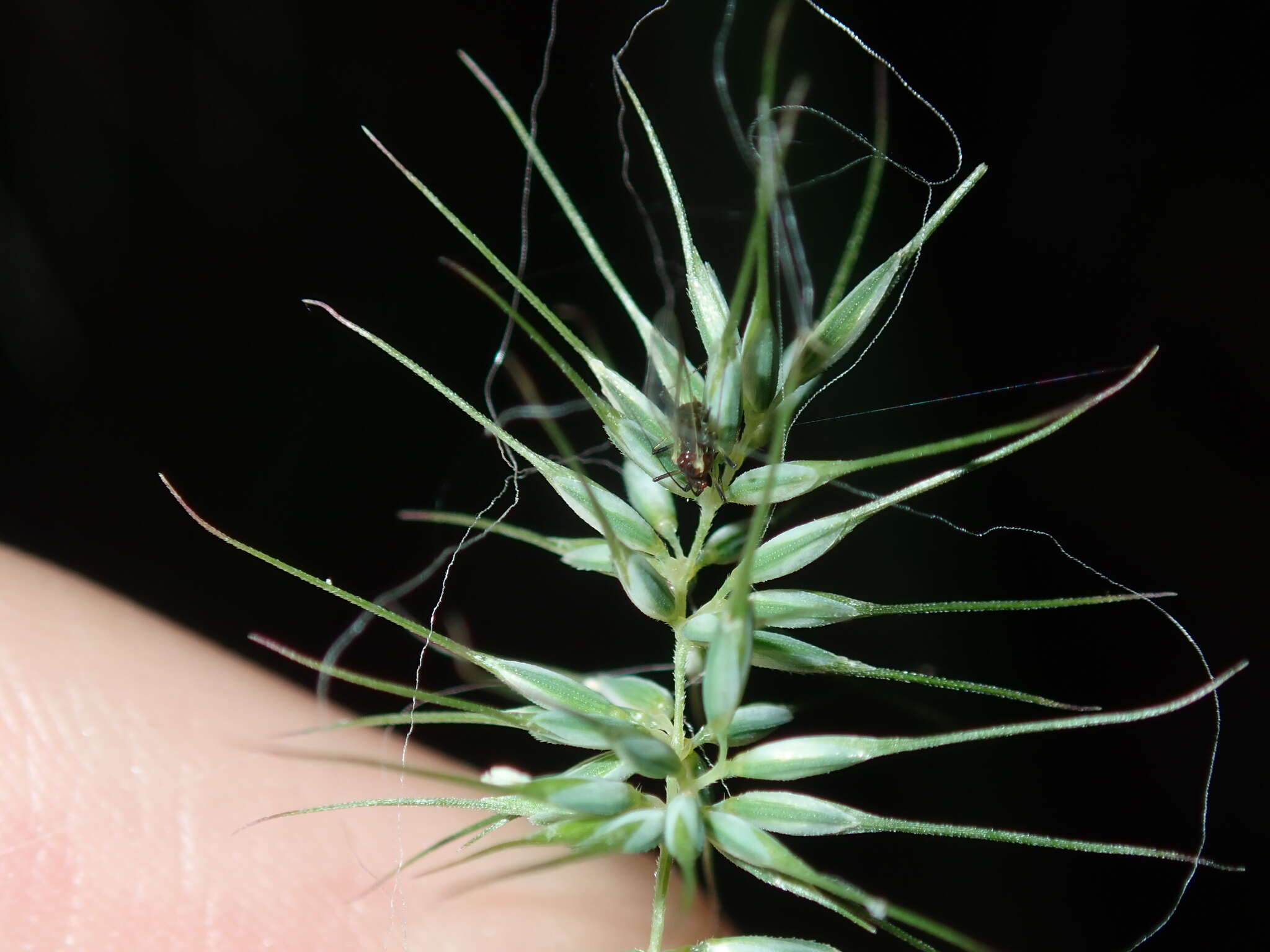 Image de Echinopogon