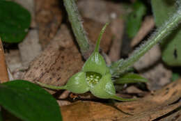 Imagem de Asarum caudigerum Hance