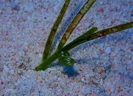 Image of emerald nerite