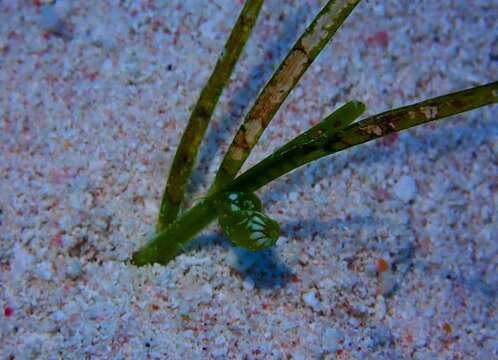 Image of emerald nerite