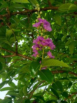 صورة Lagerstroemia speciosa (L.) Pers.