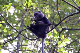 Image of Cercopithecus mitis stuhlmanni Matschie 1893