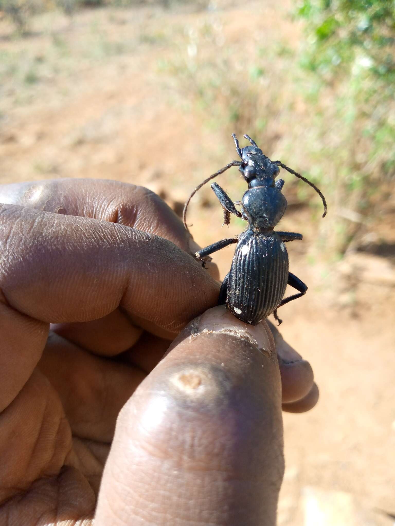 Слика од Anthia (Termophilum) hexasticta Gerstaecker 1867