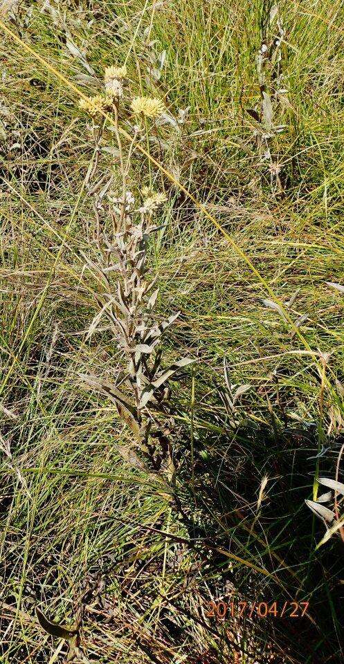 Imagem de Helichrysum natalitium DC.