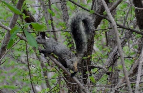 Imagem de Sciurus stramineus Eydoux & Souleyet 1841