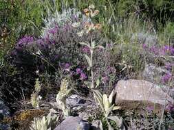 Image of Phlomis crinita Cav.