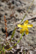 Image of Hypericum olympicum L.