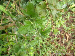 Image of Forest pink hibiscus