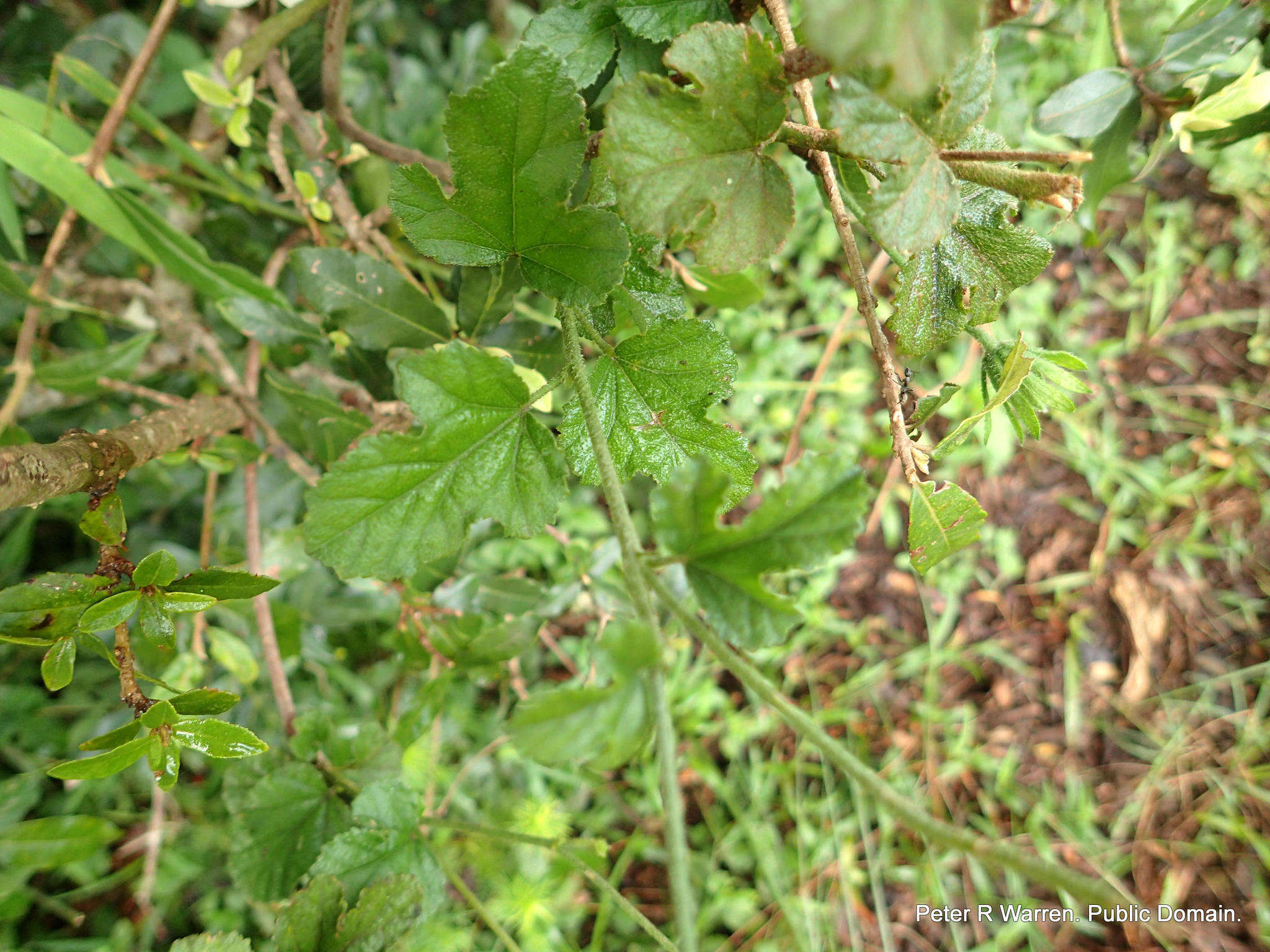 Image of Forest pink hibiscus