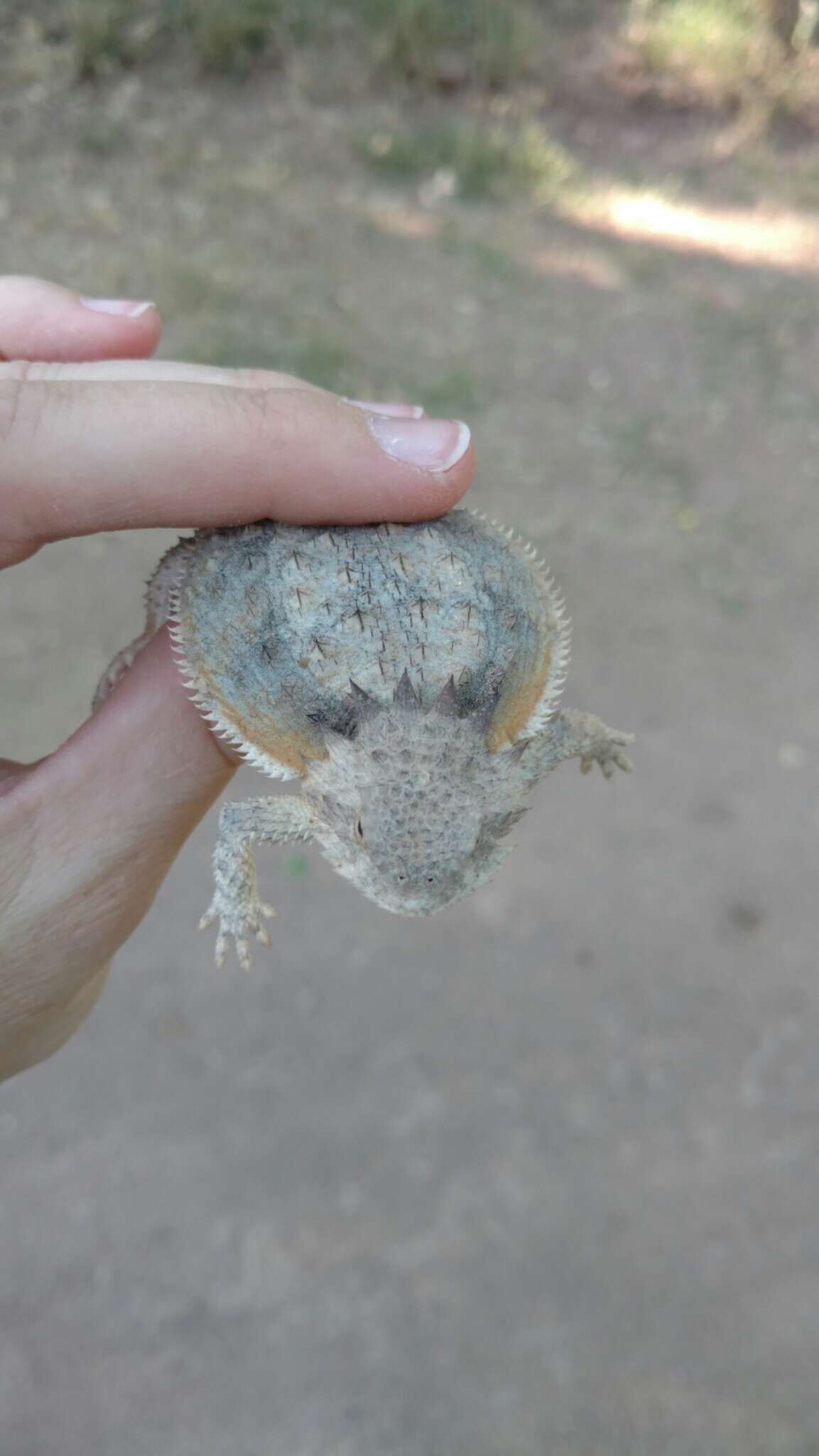 Image of Regal Horned Lizard