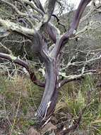 Imagem de Fomes arctostaphyli Long 1917