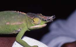 Image of Will's chameleon