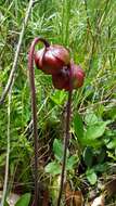 Image of purple pitcherplant