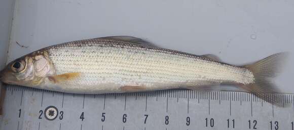 Image of grayling