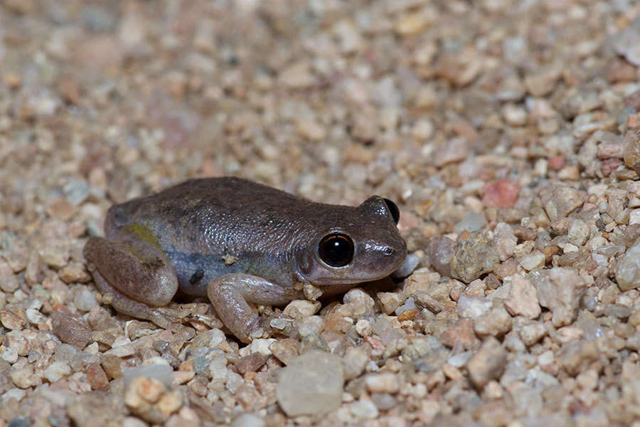 Image of Desert Tree Frog