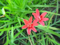 Freesia laxa subsp. laxa resmi