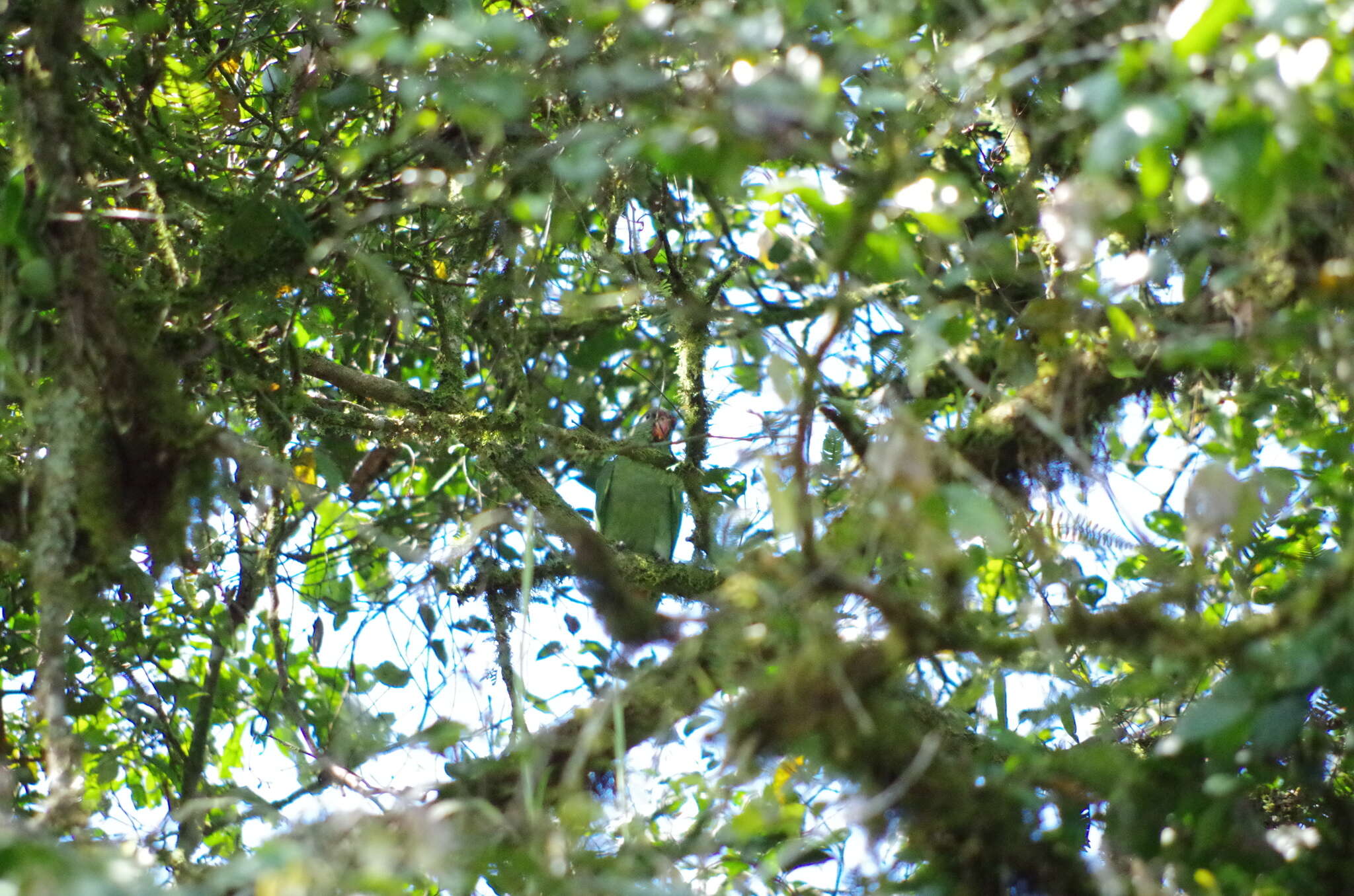 Image of Red-billed Parrot