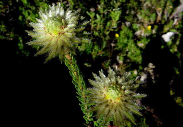 Image of Phylica pubescens var. orientalis Pillans