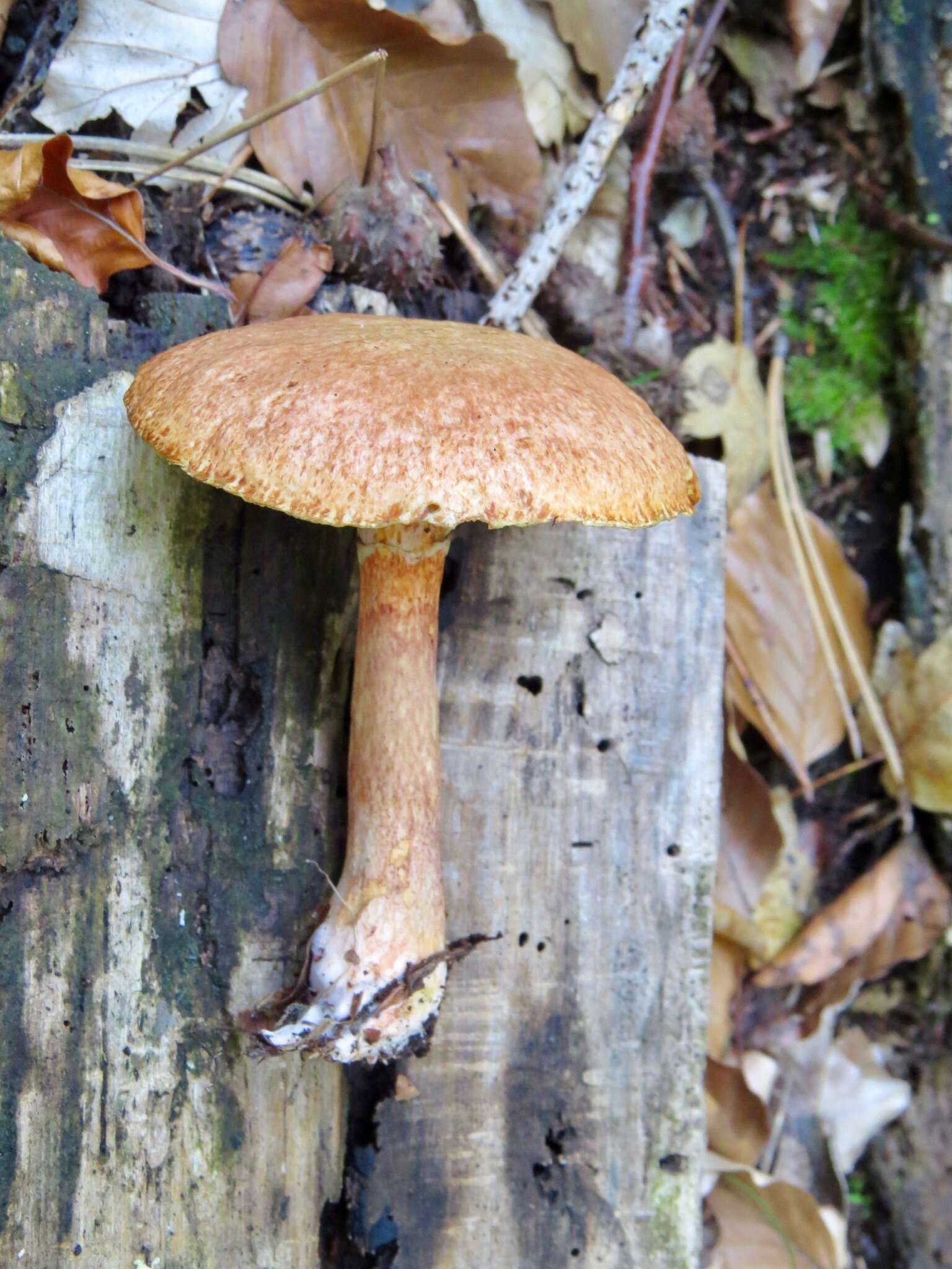 Image of Suillus tridentinus (Bres.) Singer 1945