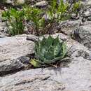 Слика од Agave shrevei subsp. shrevei