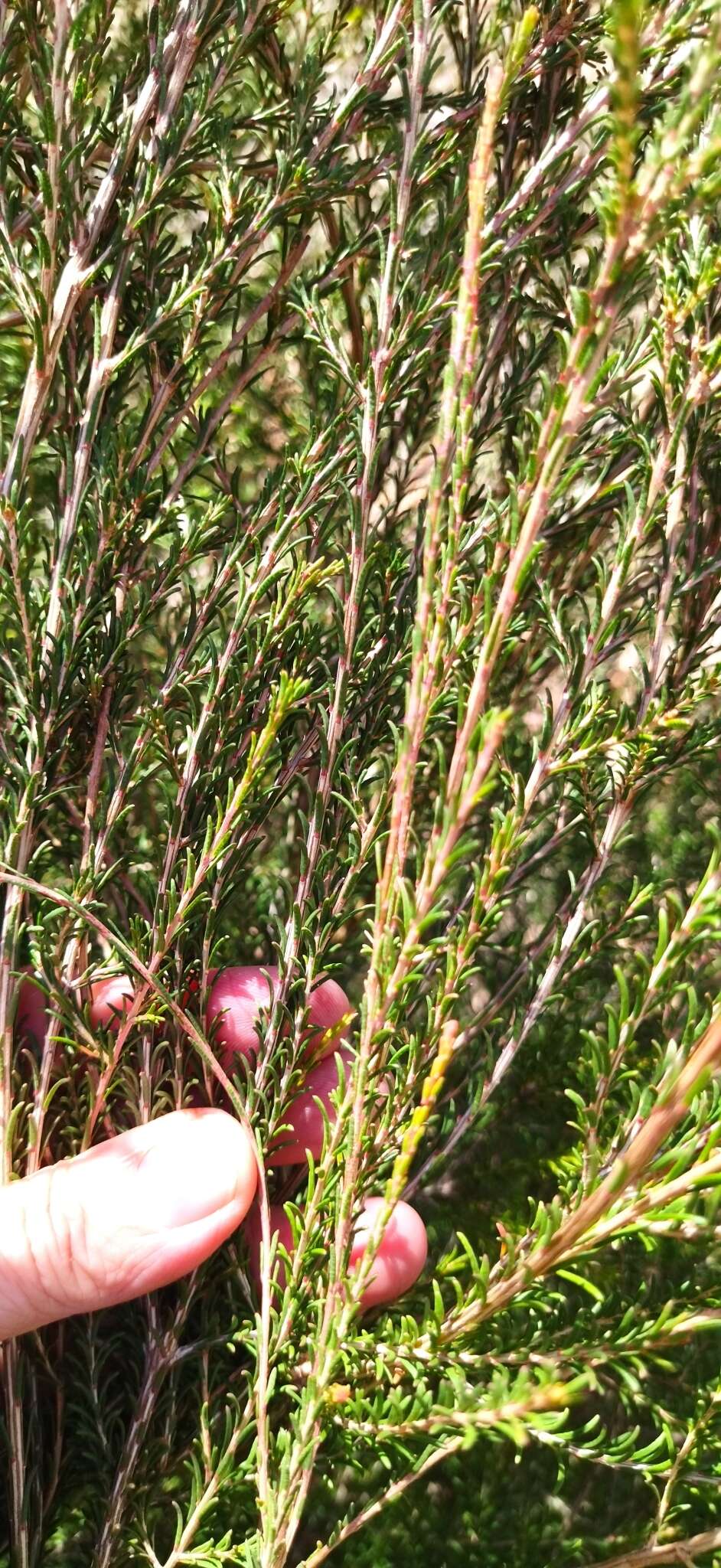 Imagem de Melaleuca parvistaminea N. B. Byrnes