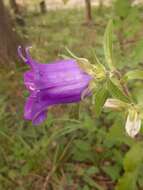 Image of Canterbury Bells