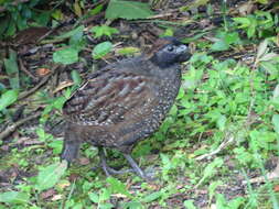 Image of Black-fronted Wood Quail